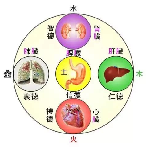 胃 五行|二、胃